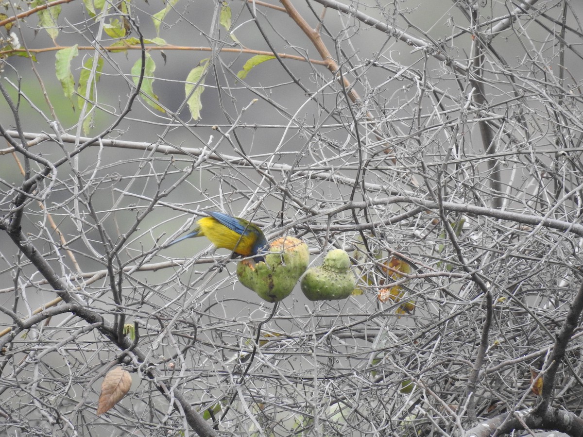 Blue-and-yellow Tanager - ML223483901