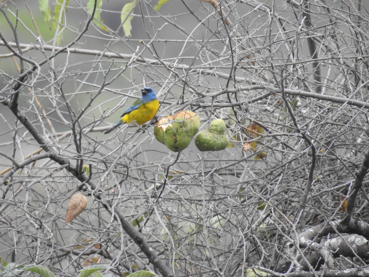 Blue-and-yellow Tanager - ML223483931