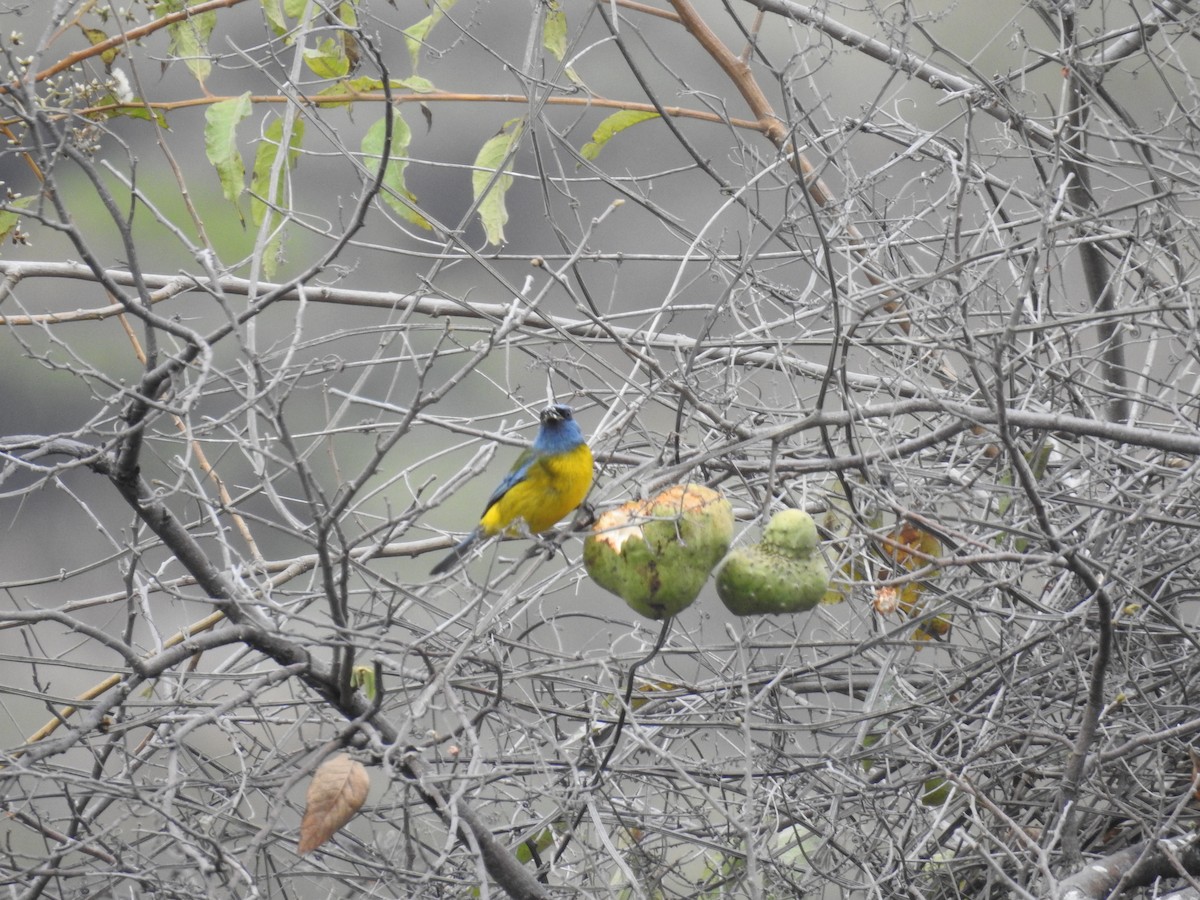 Blue-and-yellow Tanager - Fernando Angulo - CORBIDI