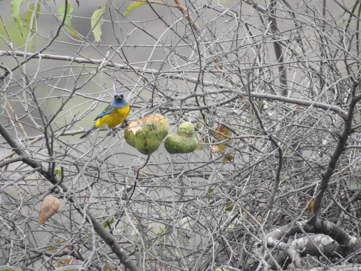 Blue-and-yellow Tanager - ML223483971