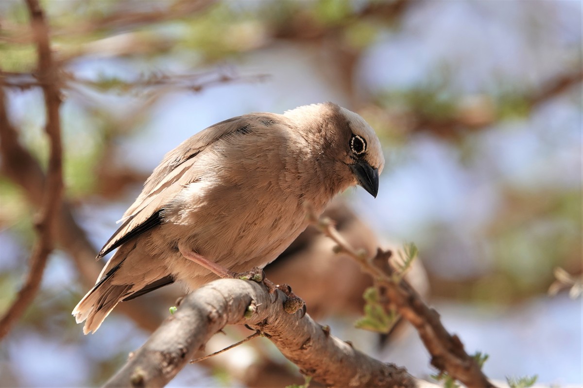 Gray-headed Social-Weaver - ML223485071