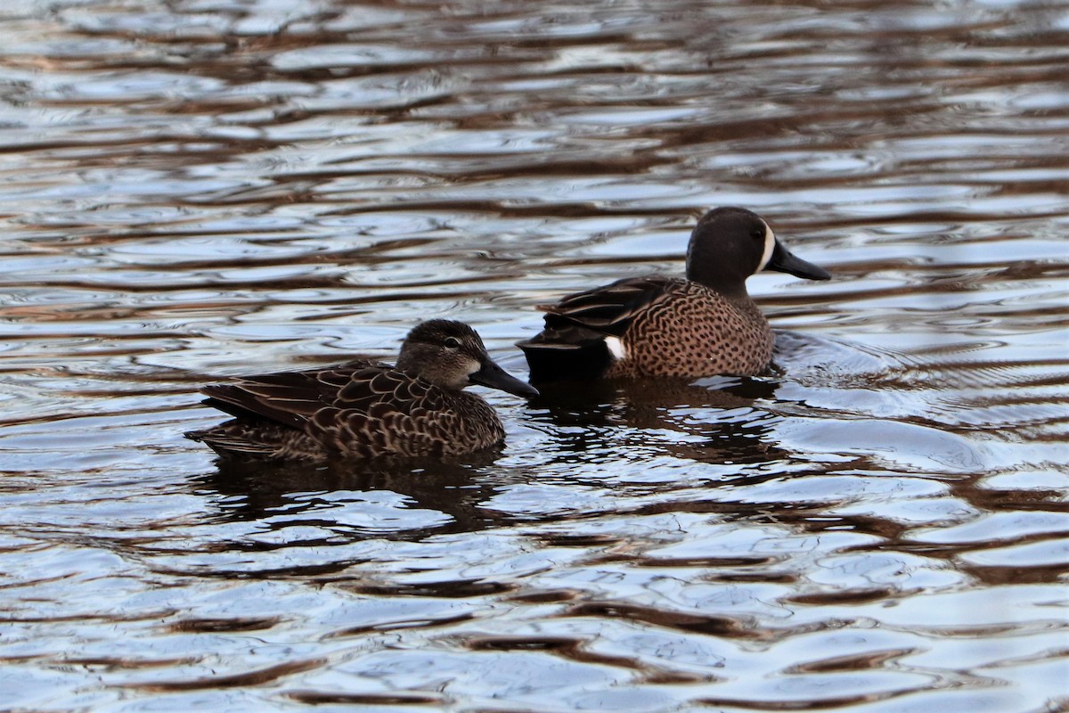 Blue-winged Teal - ML223487461
