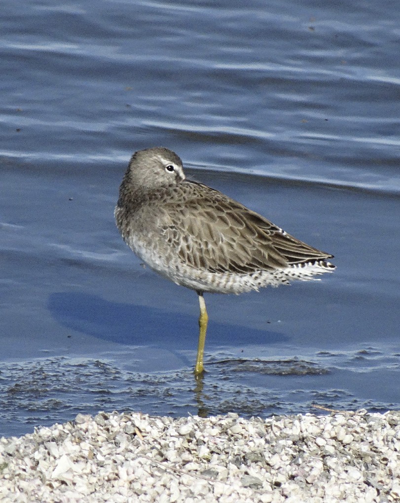 Long-billed Dowitcher - ML22349081