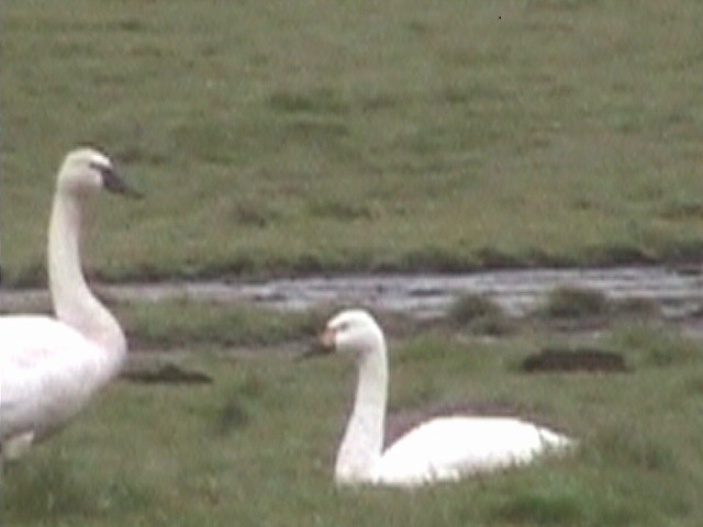 Tundra Swan (Bewick's) - ML22349491