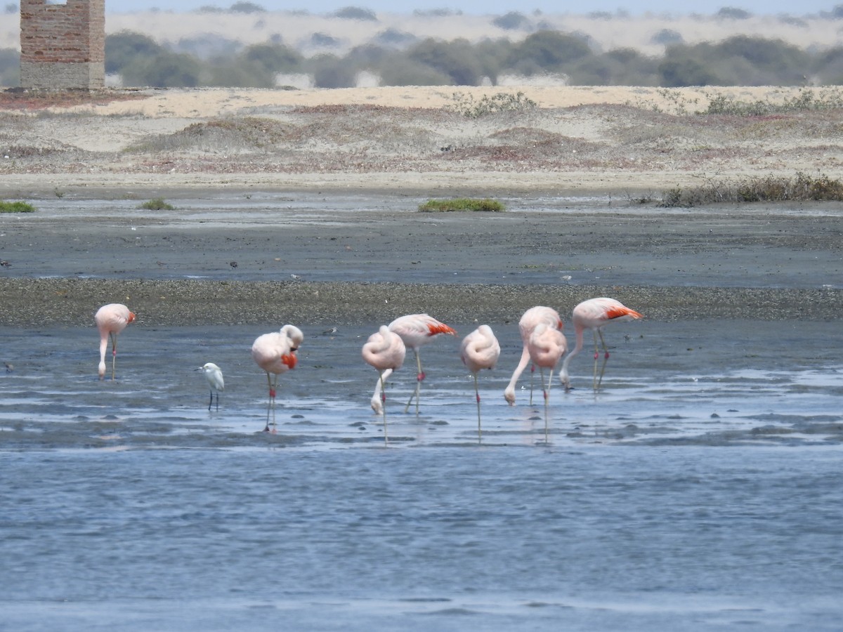 Chilean Flamingo - ML223497041