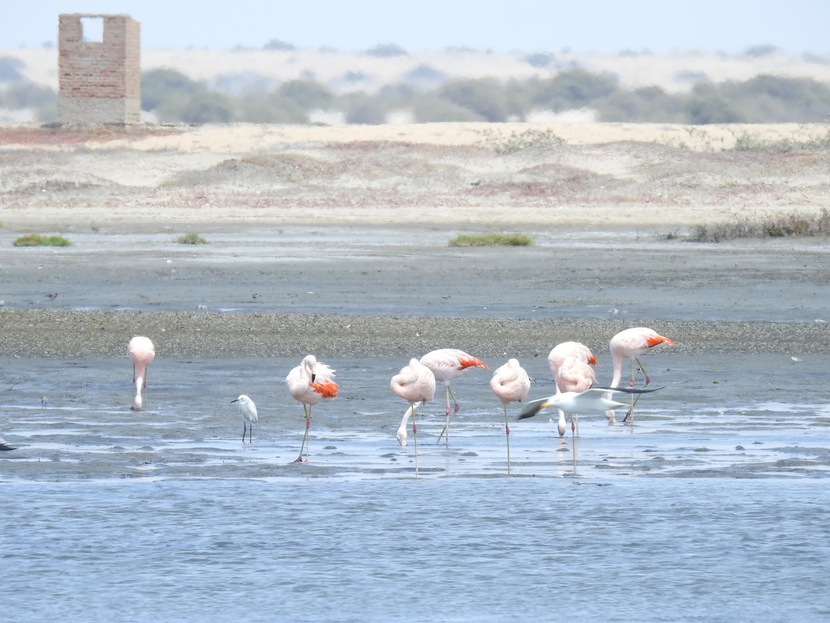 Chilean Flamingo - ML223497121