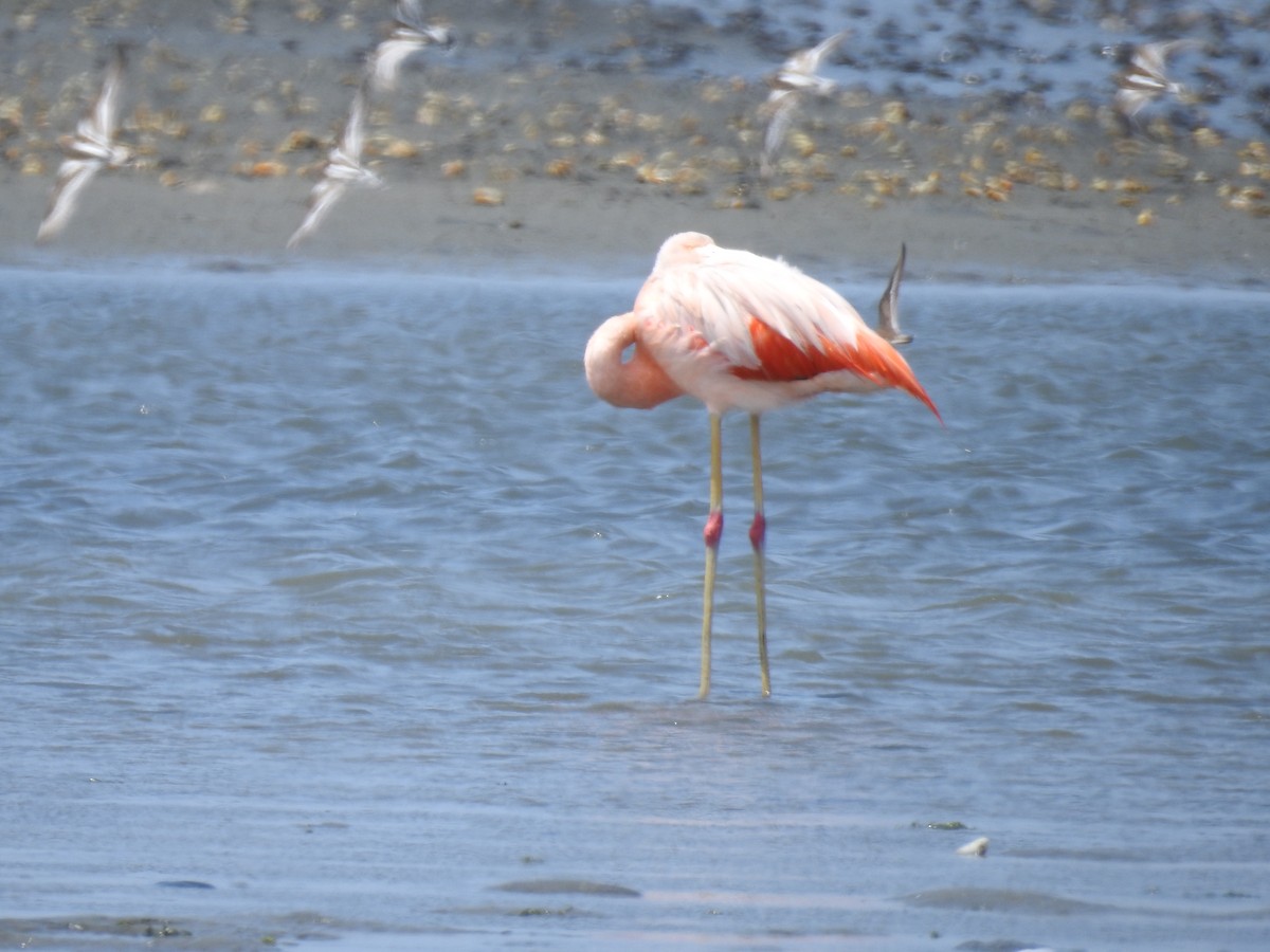 Chilean Flamingo - ML223497541