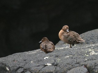  - Auckland Islands Teal