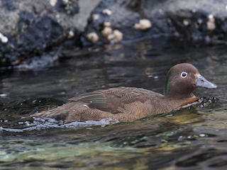  - Auckland Islands Teal