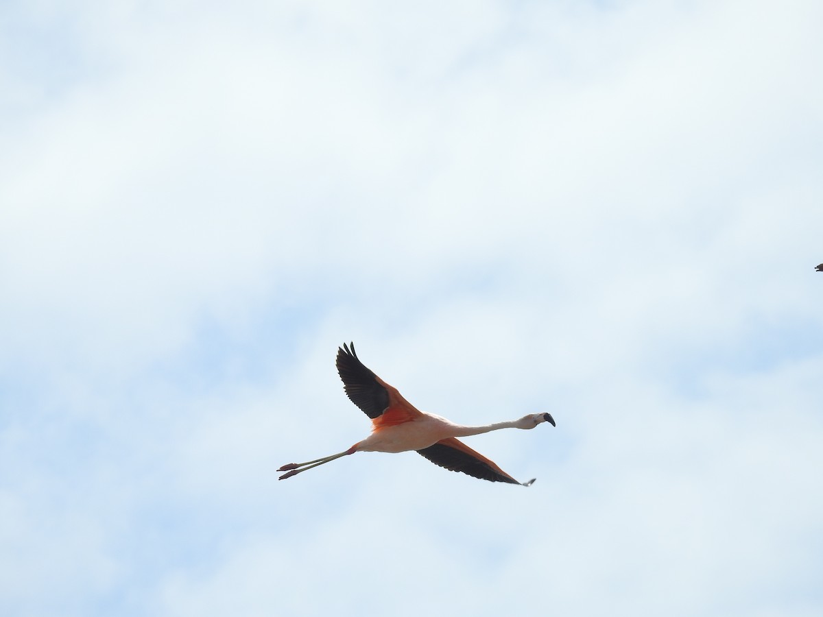 Chilean Flamingo - ML223497911