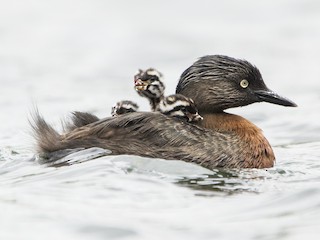  - New Zealand Grebe