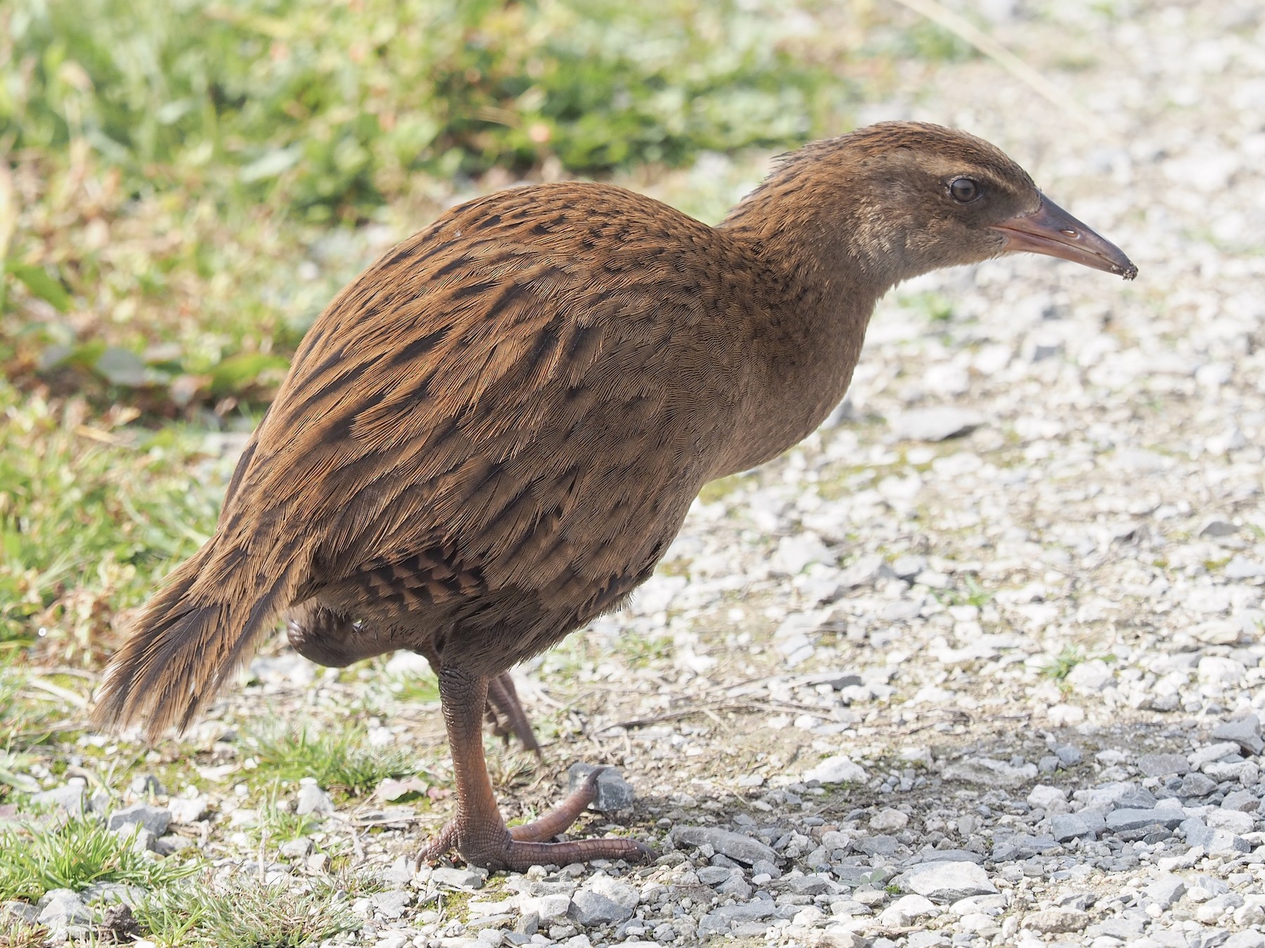 Weka - Yvonne Stevens