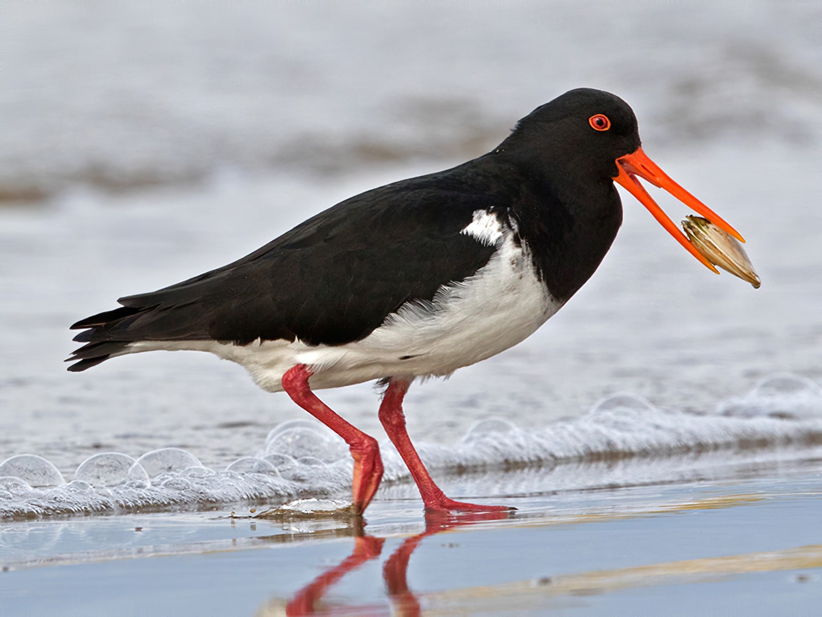 Chatham Oystercatcher - Lars Petersson