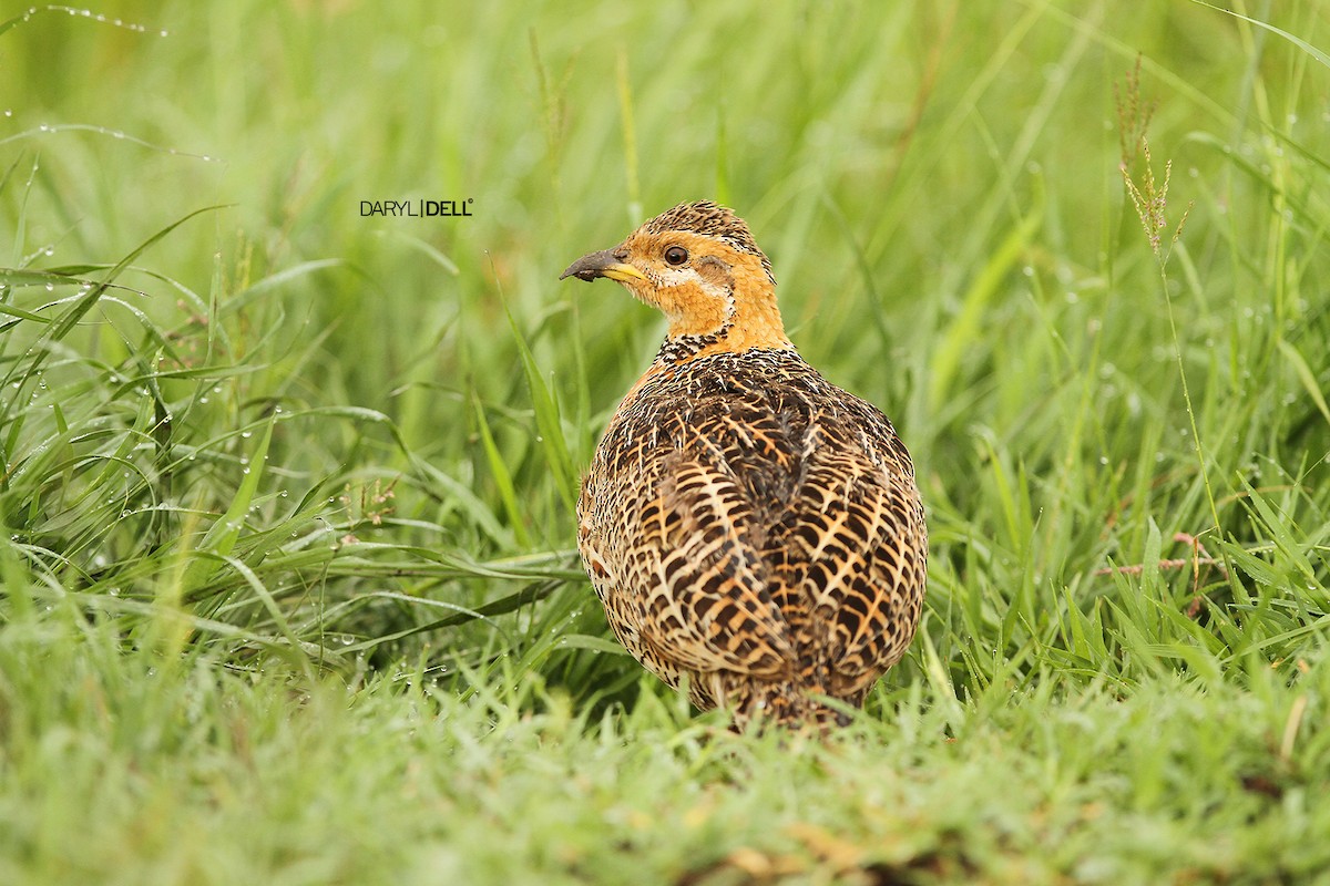 Red-winged Francolin - Daryl Dell