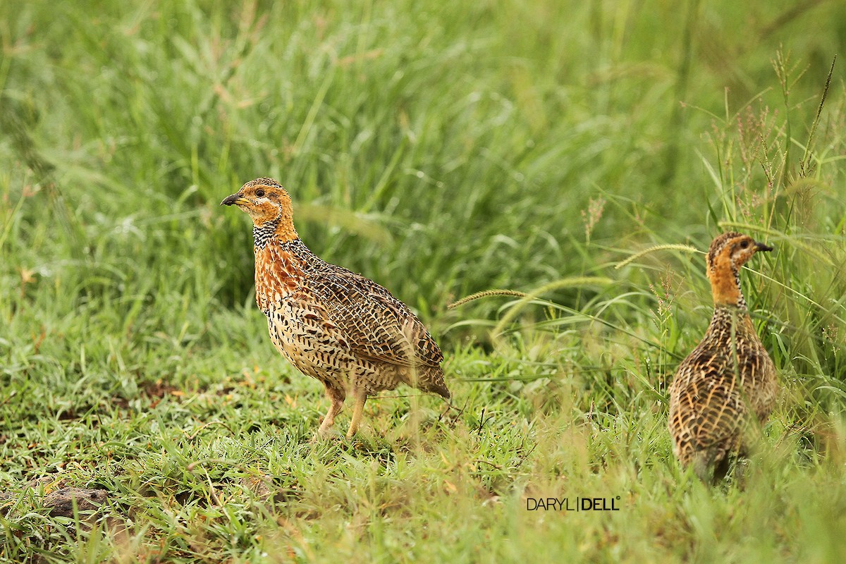 Red-winged Francolin - ML22350291