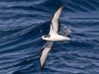 Pycroft's Petrel - eBird