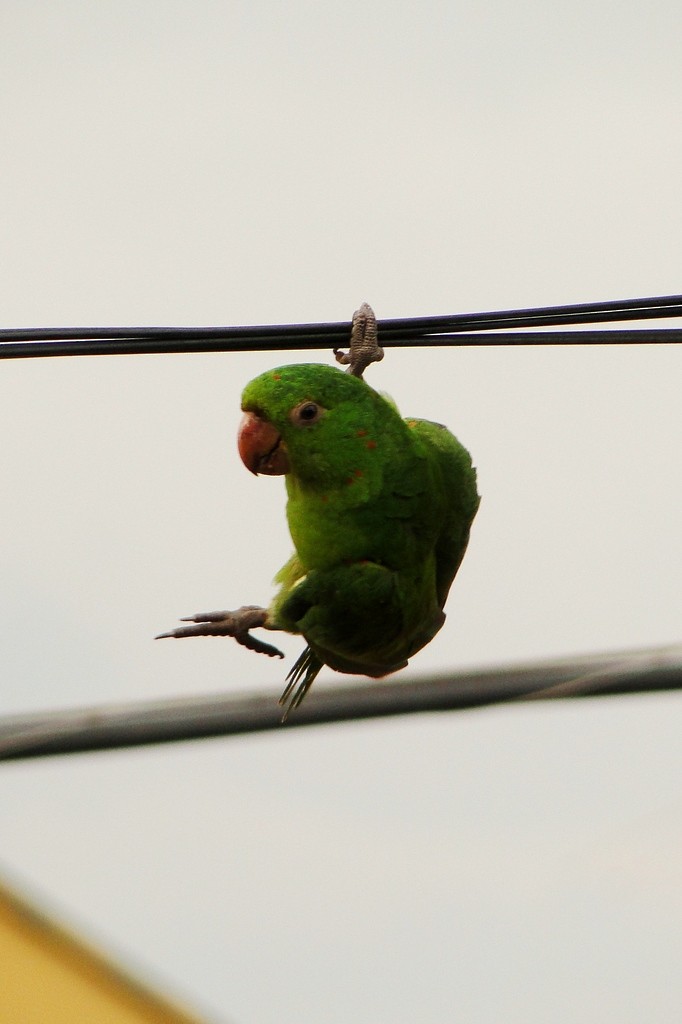 White-eyed Parakeet - Carlos Otávio Gussoni