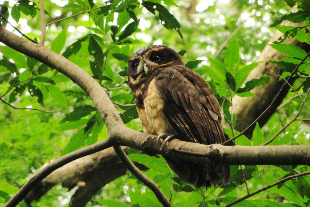 Tawny-browed Owl - ML22350831