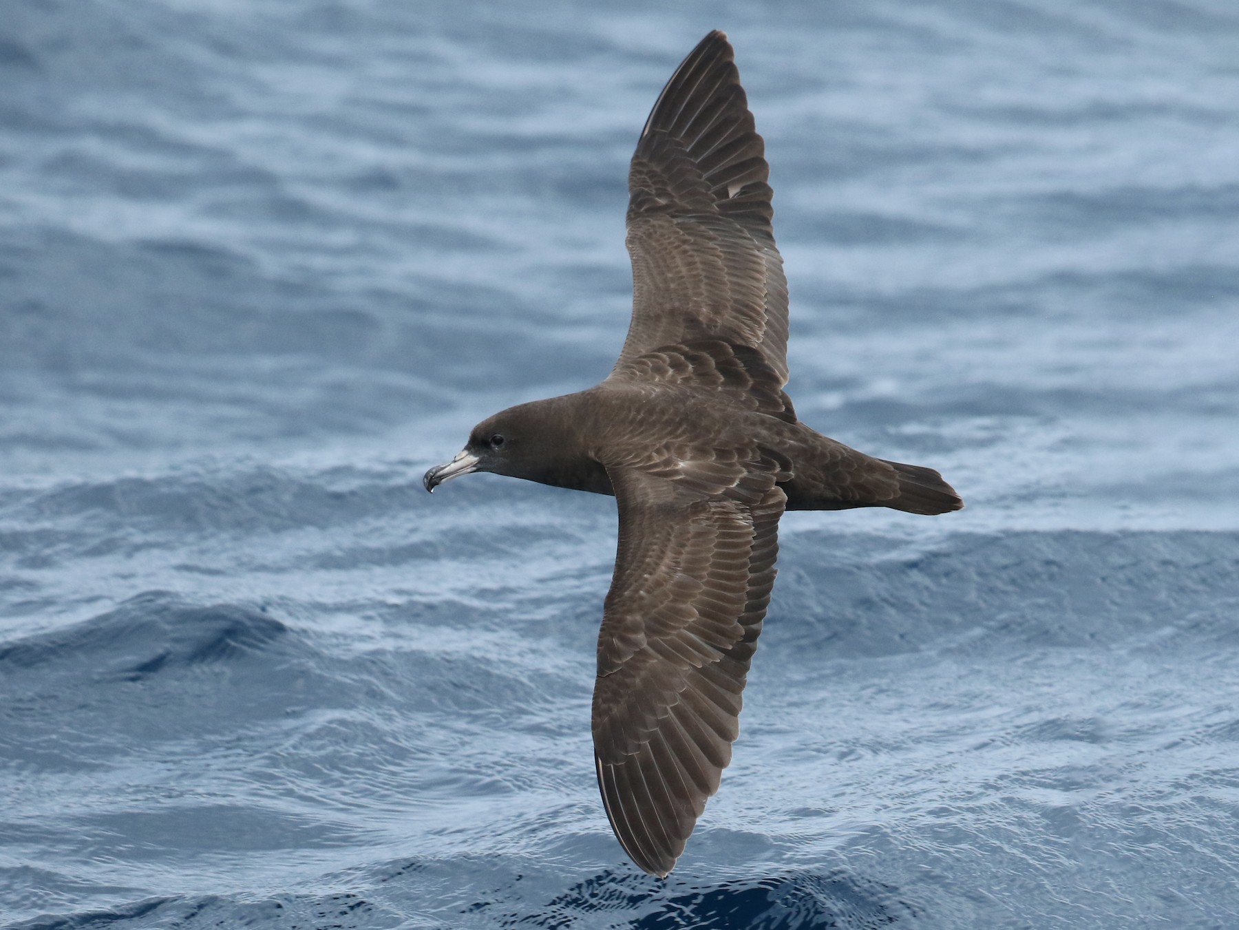 肉足水薙鳥 Ebird