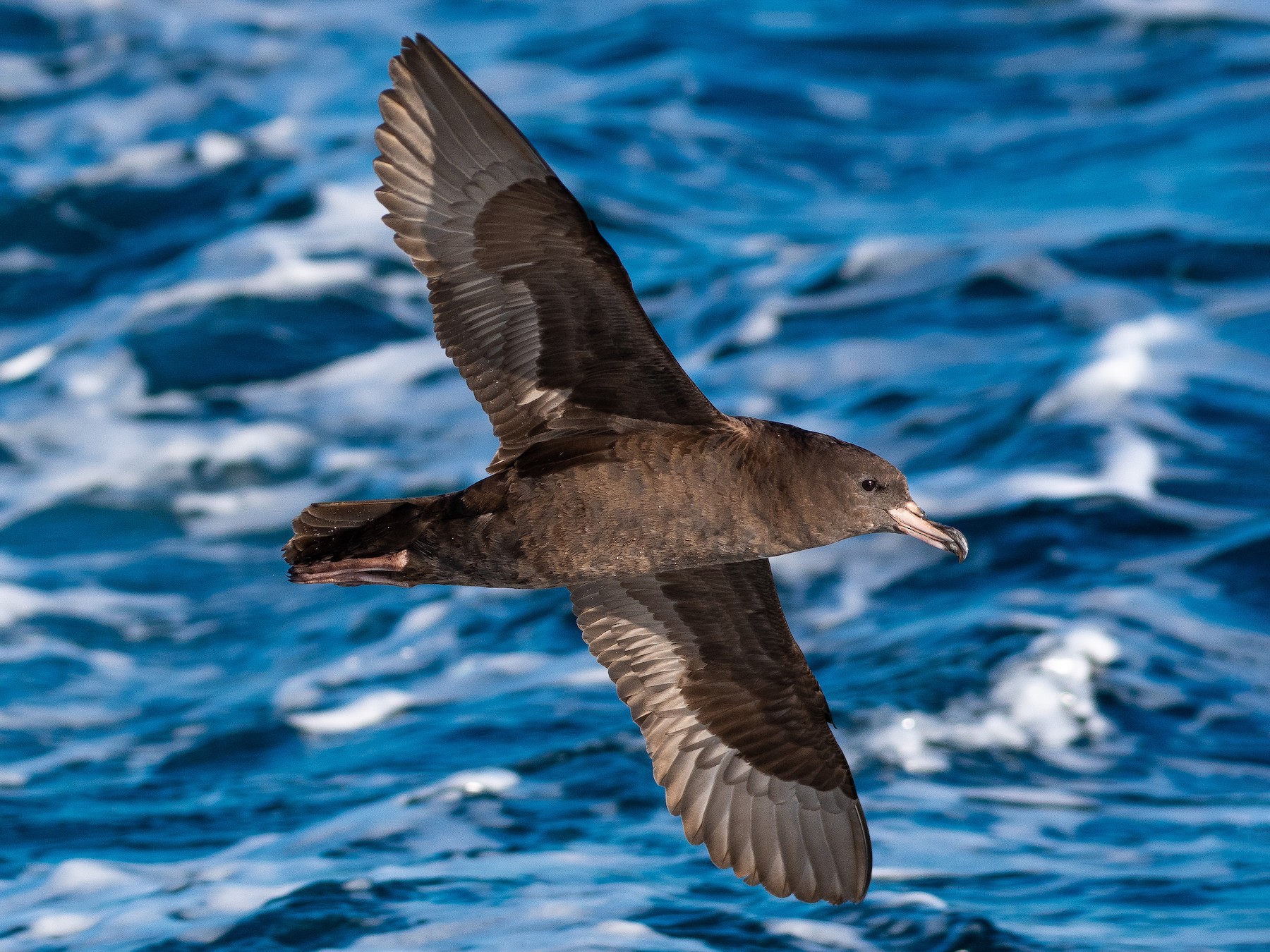 Flesh-footed Shearwater - Tim Henderson