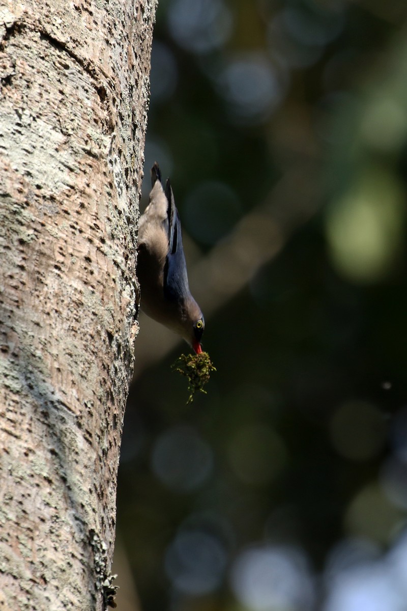 Velvet-fronted Nuthatch - Charley Hesse TROPICAL BIRDING