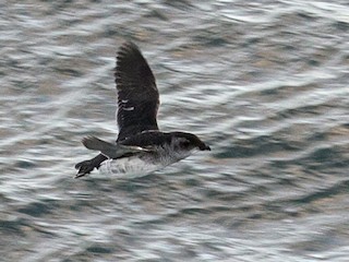 ミナミモグリウミツバメ - eBird