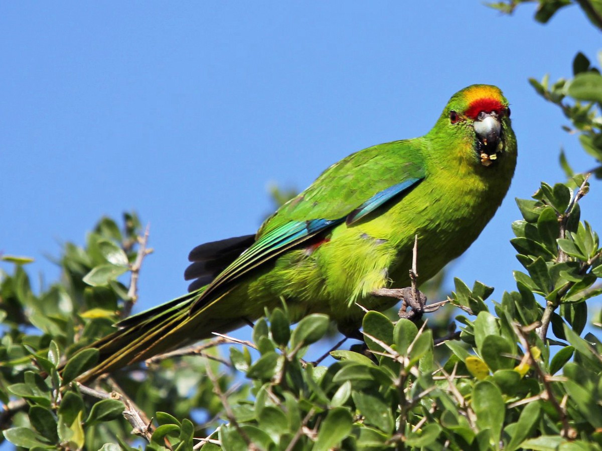 Chatham Islands Parakeet - Cyanoramphus forbesi - Birds of the World