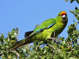  - Chatham Islands Parakeet