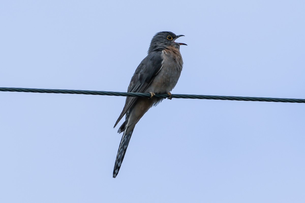 Fan-tailed Cuckoo - ML223512581
