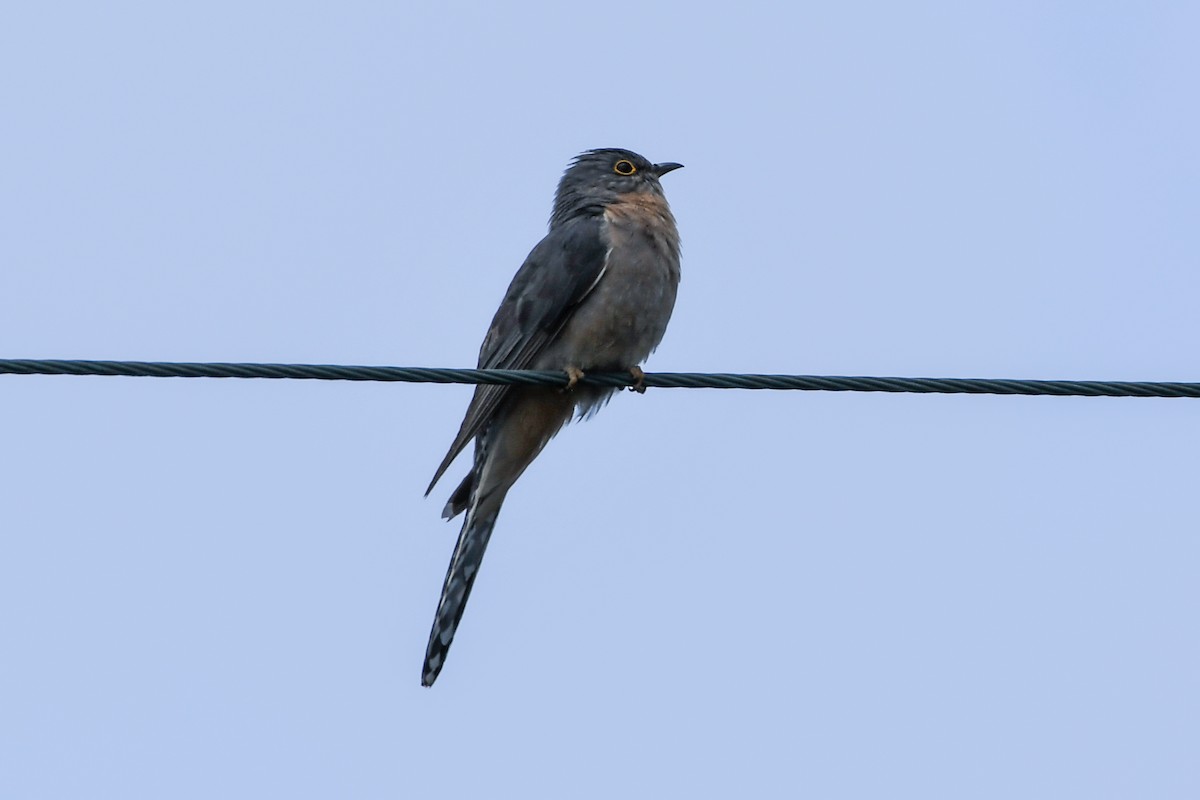Fan-tailed Cuckoo - ML223512621
