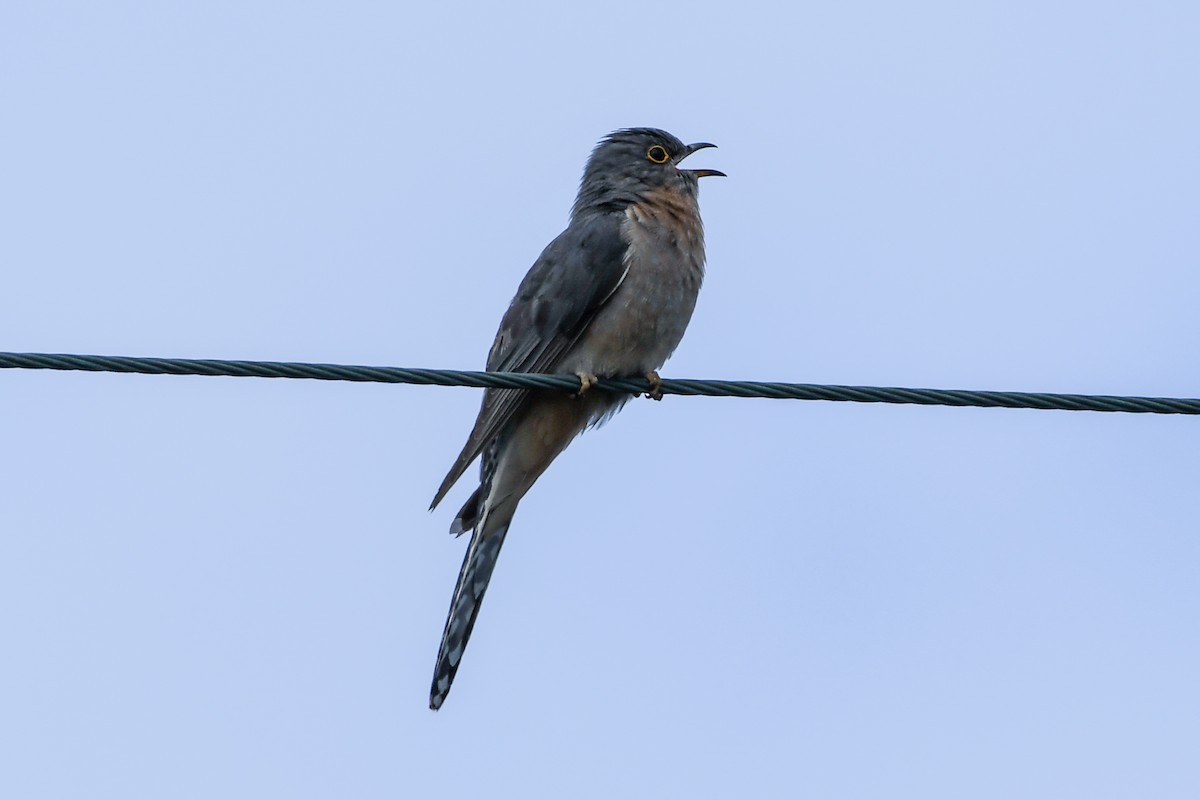 Fan-tailed Cuckoo - ML223512661