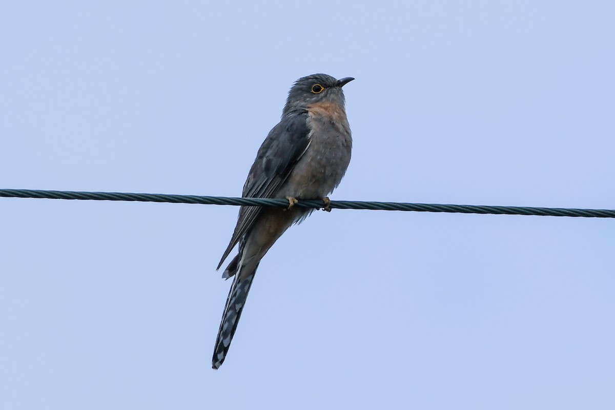 Fan-tailed Cuckoo - ML223512671