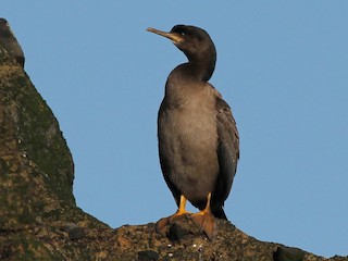Молодая птица - Andrew Sutherland - ML223515801