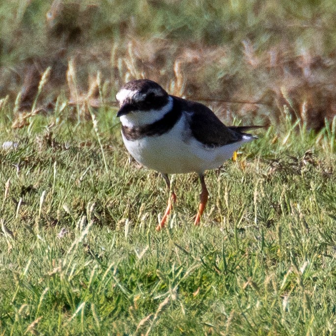 Common Ringed Plover - ML223515811