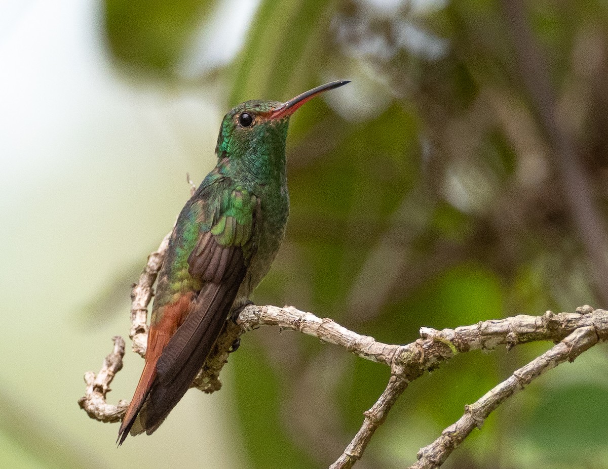 Rufous-tailed Hummingbird - Jan Allen