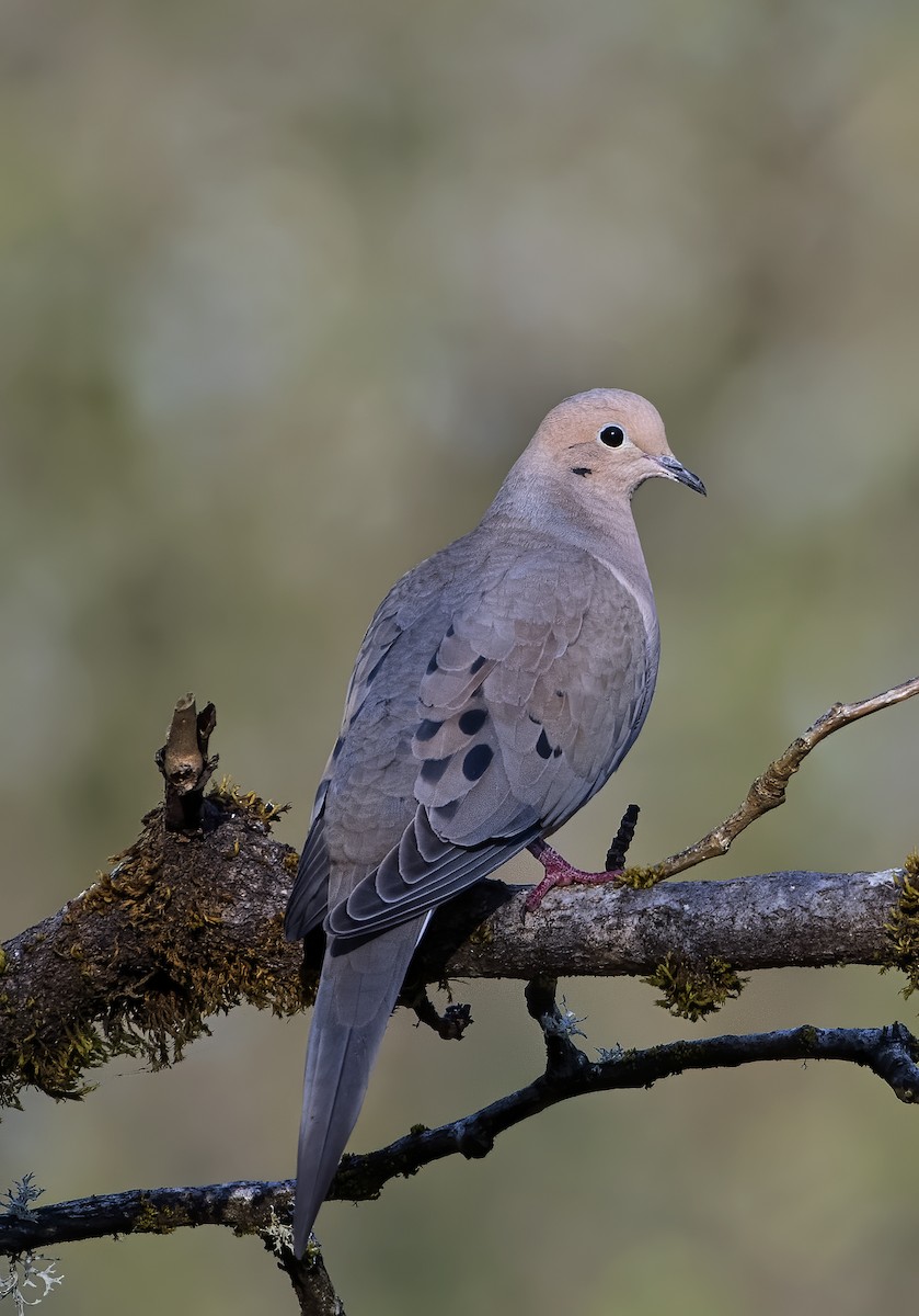 Mourning Dove - Ken Pitts