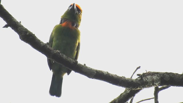 Flame-fronted Barbet - ML223519441