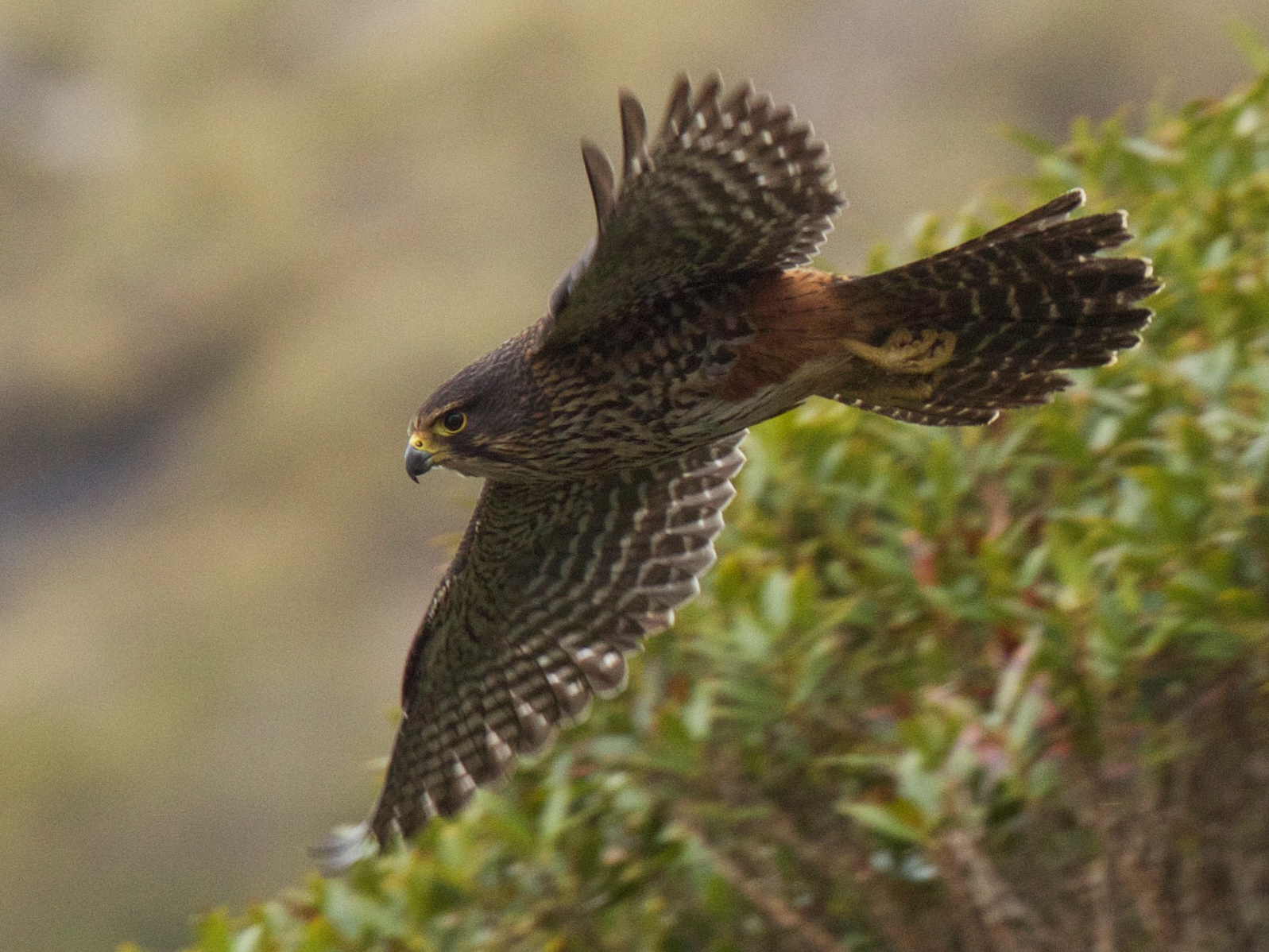 NZ Birds of Prey, NZ Falcon, Harrier