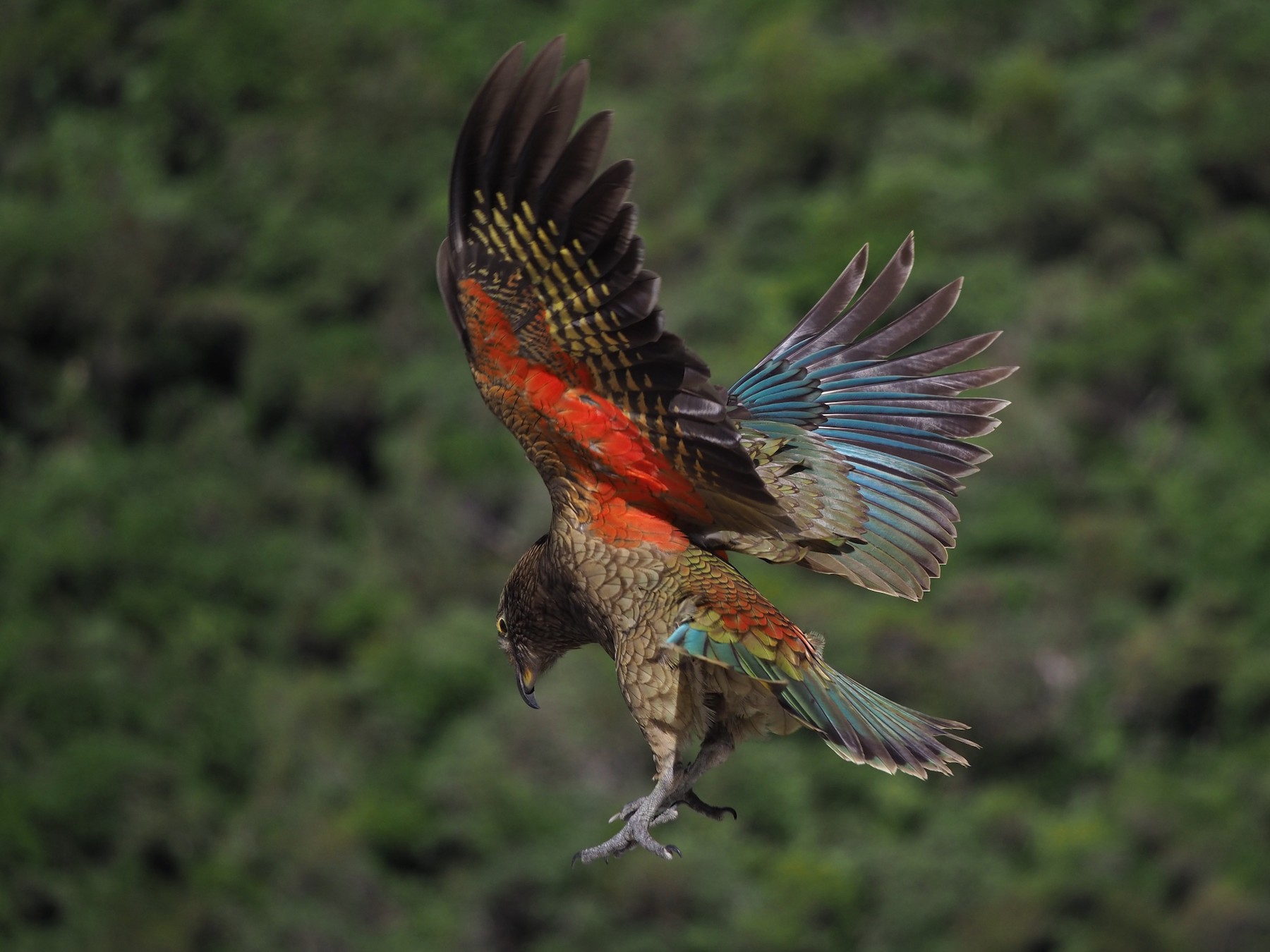 kea parrot