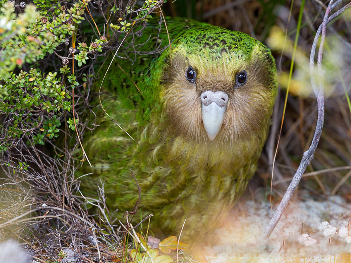 kakapo bird gif