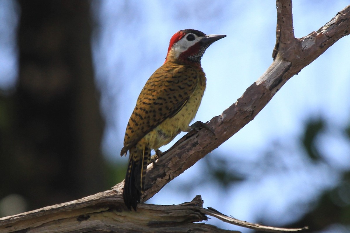 Spot-breasted Woodpecker - ML223522141