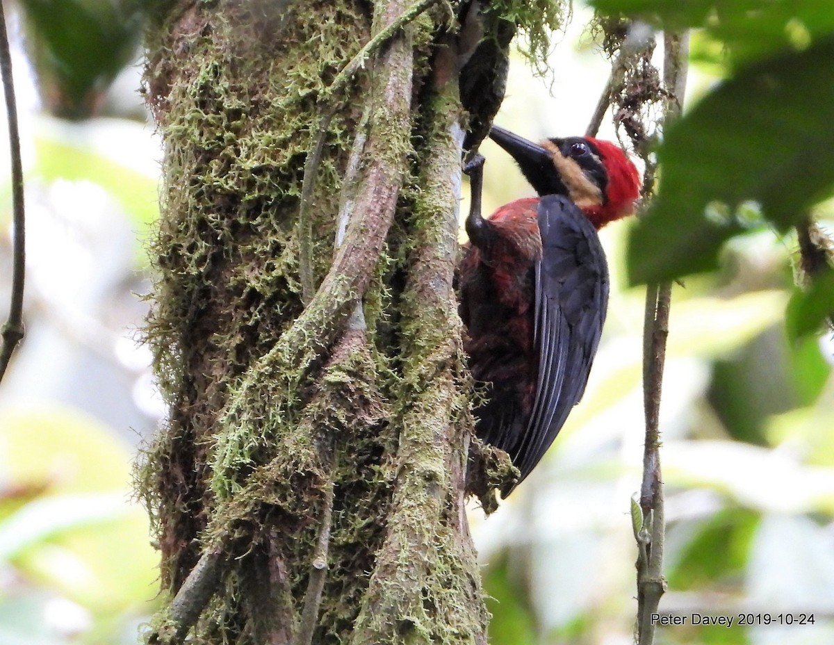 Crimson-bellied Woodpecker - Peter Davey