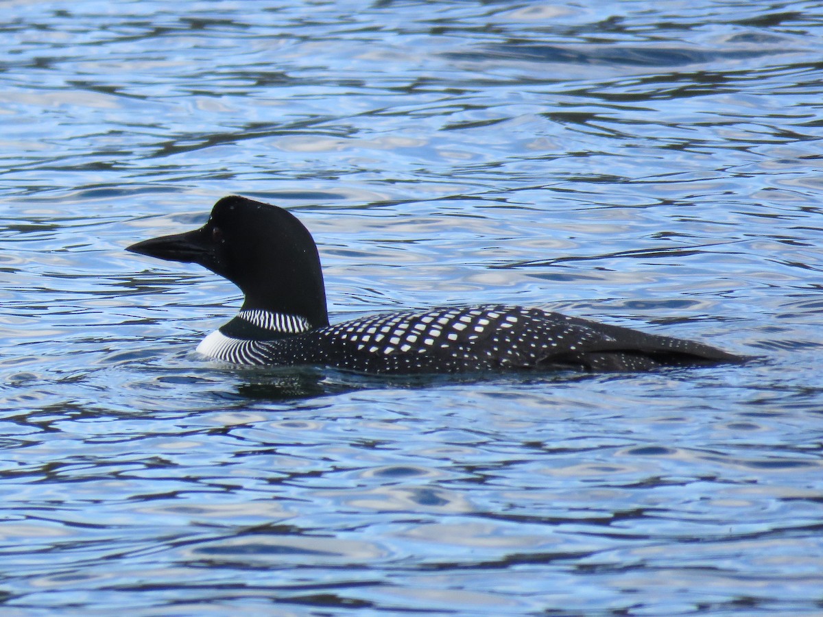 Common Loon - Colin Dillingham