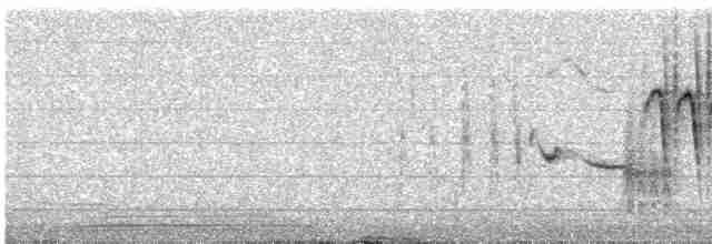 Grass Wren (Paramo) - ML223524521