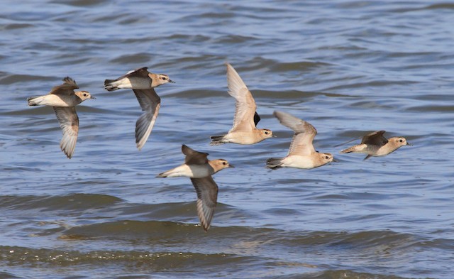 Formative (2nd and 3rd from right) and Definitive Basic American Golden-Plovers. - American Golden-Plover - 