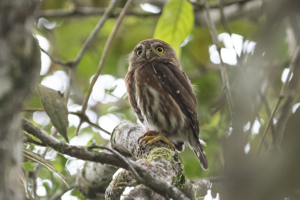 Least Pygmy-Owl - Carlos Moura