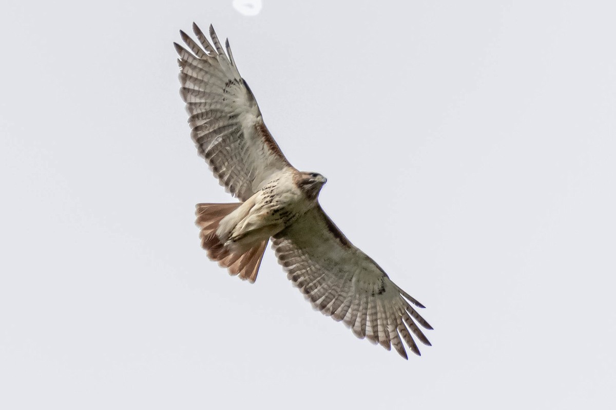 Red-tailed Hawk - ML223527271