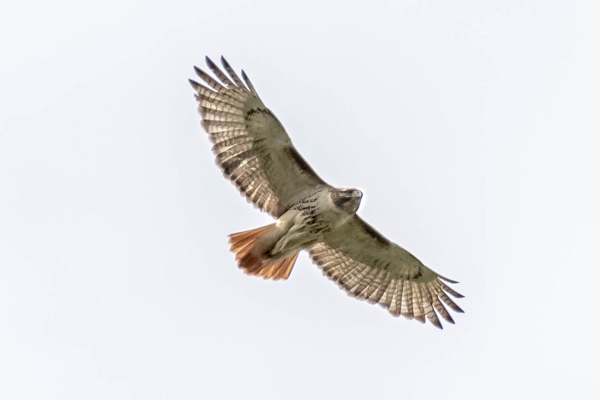 Red-tailed Hawk - ML223527351