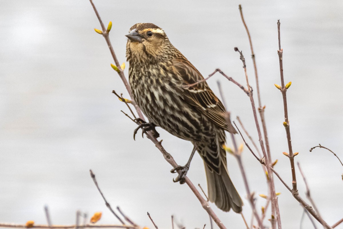 Red-winged Blackbird (Red-winged) - ML223527421