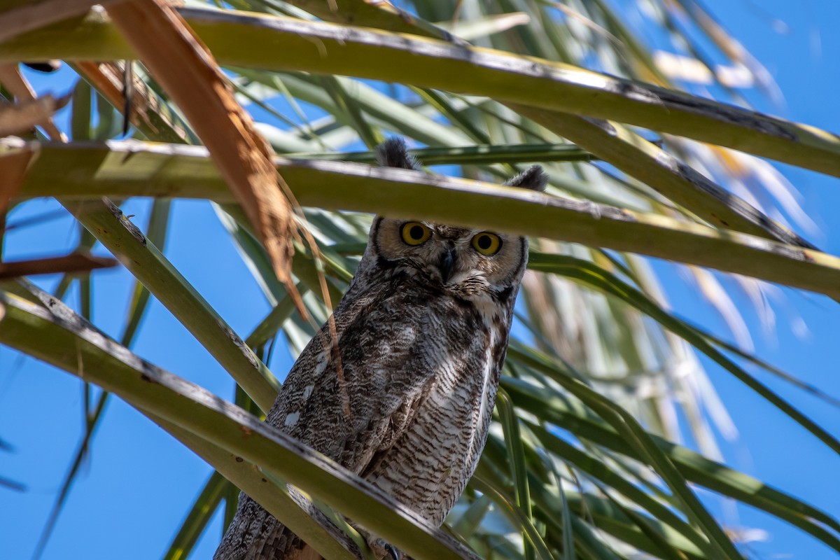 Great Horned Owl - ML223528351